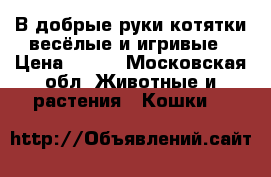 В добрые руки котятки весёлые и игривые › Цена ­ 103 - Московская обл. Животные и растения » Кошки   